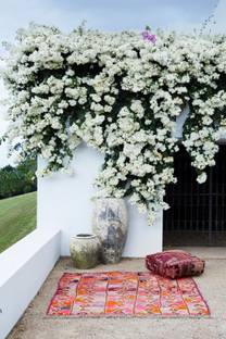 natikrd Bougainvillea Plant