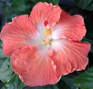 sikder store Hibiscus Plant