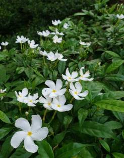 Crape jasmine Crape Jasmine Plant