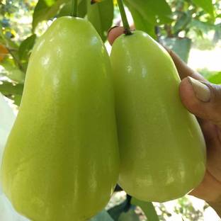 KUMUBON TRADES Jamun Plant