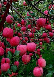Ukanda Apple Plant