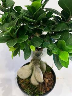 ONLINE PLANT BAZAR Ficus Bonsai