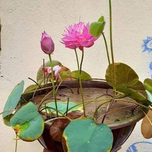 Royplant Lotus Plant