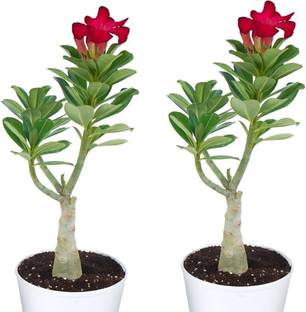 PETALFLEUR Adenium Plant