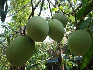 Kilichundan Mango Grafted Mango Plant