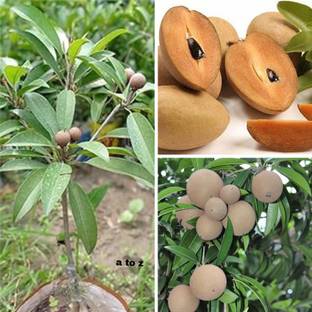 AMBRUZZ Chiku Plant