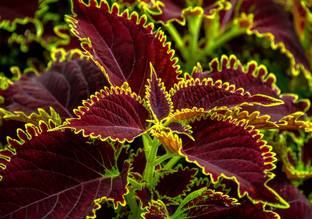 ANUSHKA GREEN BLISS Coleus Plant