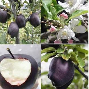 Axotic Daimon Apple Plant