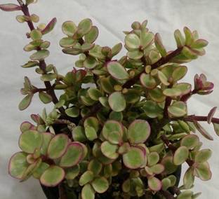 KrishnaNursery Jade Plant