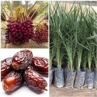 GISLENUS Succulents Plant