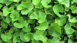 दैनकुणि थुनबरजिया प्लांट पौधा