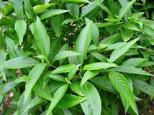 basak Neem Plant
