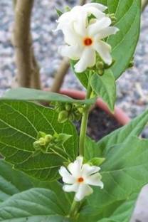 Axotic Plant Hub Suli Parijat/Harsingar Plant