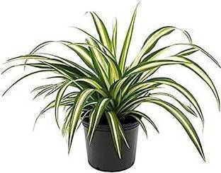 GreenDost Spider Plant