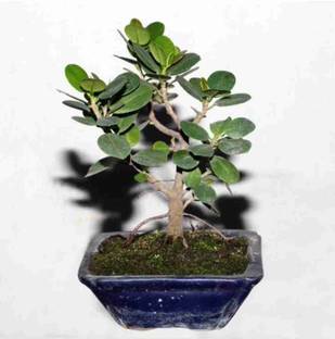 Green Tree Mart Ficus Bonsai