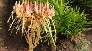 Green view Ginger Plant