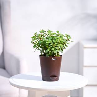 UGAOO Jade Plant
