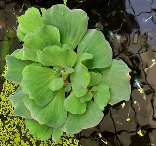 Sea Shore Water Pennywort