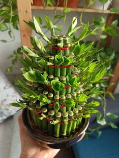 DIEFFENBACHIA Dieffenbachia Plant