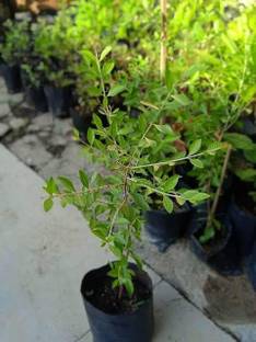 MATARANURSERY Henna Plant