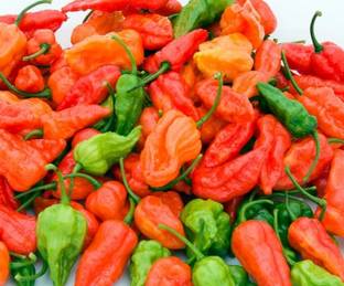 naga chili Pepper Plant