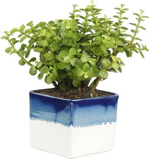 Cloud Farm Jade Plant
