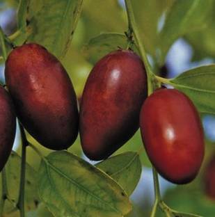 My Dream Nursery Madhumalti/Rangoon Creeper