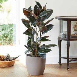 AS Plantation Rubber Tree