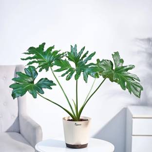 UGAOO Philodendron Selloum Plant