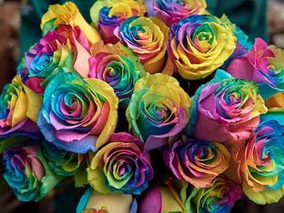 PB MANDRIA PLANT Rose Plant