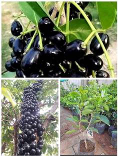 Cloud Farm Jamun Plant