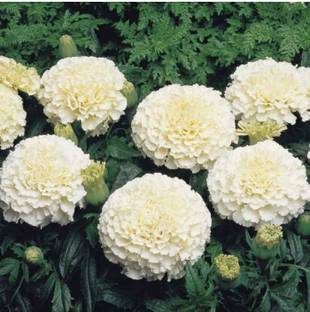 Roy Plant RB Marigold Plant