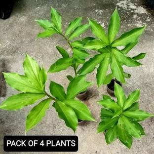 Aquinnah Graden Star Fruit Carambola Grafted Plant