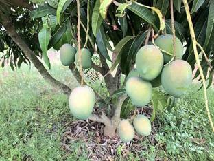 SB Brothers Mango Plant