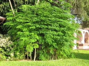 GLOBQRO Drumstick Tree Plant