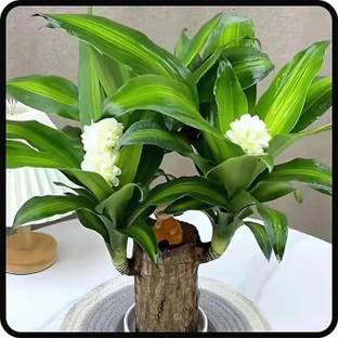 Cloud Farm Mini Brazalian wood Seed