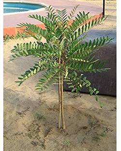 saraswati traders ZZ Plant