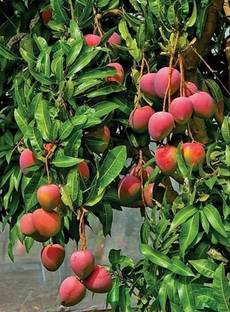 Axotic Grafted Egg Of Sun Mango Plant