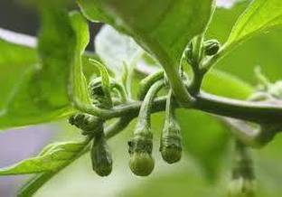 ABEFARIYA Chilli Spices Plant