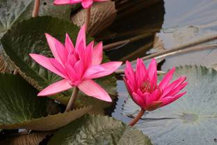 HavennAursery Lily Plant
