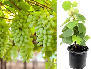 Cloud Farm Grapes Plant