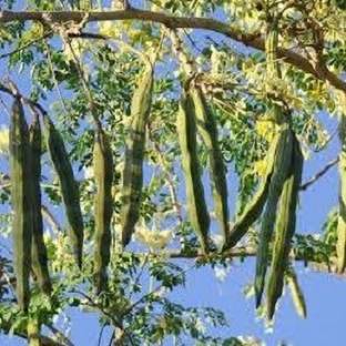 ZOOMGREEN Drumstick Tree Plant
