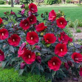 Fulmala Nursery Hibiscus Plant