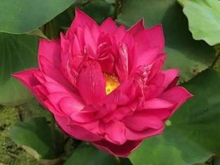 G0 GREEN Lotus Plant