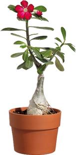 BloomShadow Adenium Plant