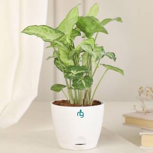 Nurturing Green Syngonium Plant