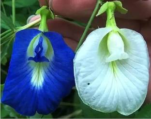 Kodali Aparajita/ Butterfly Pea Plant