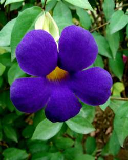 minatigreenhouse Thunberjia Plant
