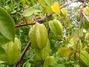 saraswati traders ZZ Plant