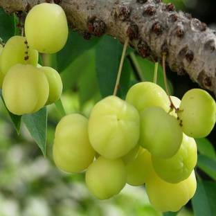 My Dream Nursery Star Gooseberry Plant